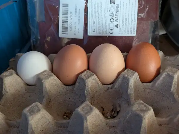 Œufs de poules