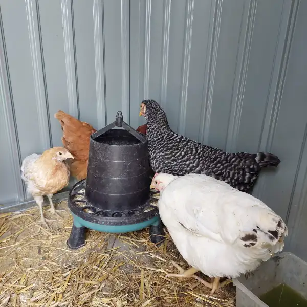 Oeufs frais