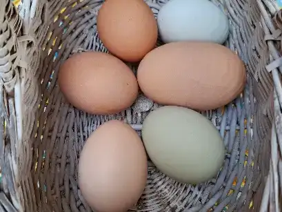 Oeufs de poules