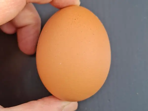 Œufs frais de nos poules élevées en liberté