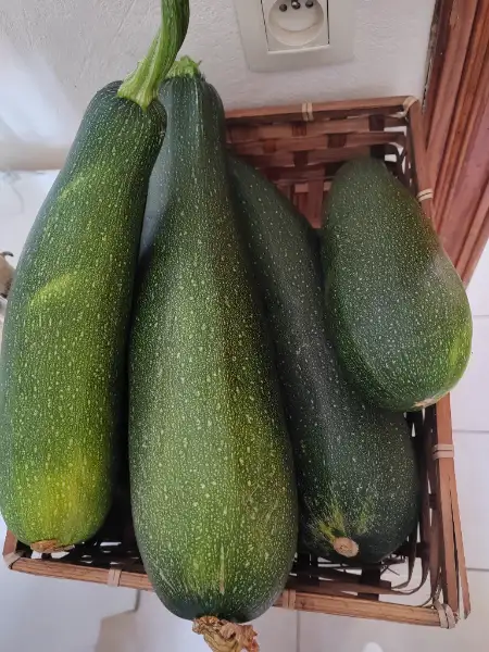 Courgettes du jardin