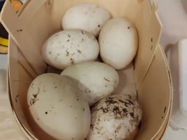 Œufs de canards