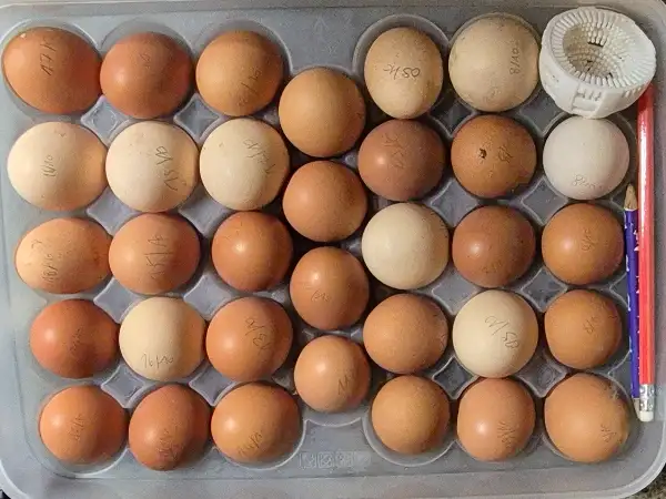 Oeufs frais