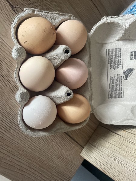 Oeufs frais