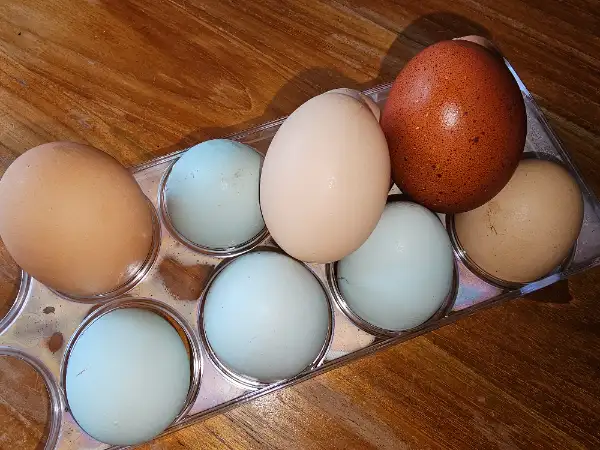 Oeufs frais
