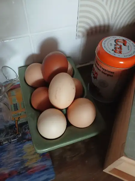 Oeufs extra frais de mes poulettes