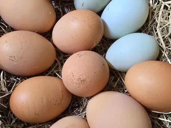 Oeufs de poules plein air