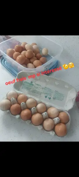 Oeuf extra frais au quotidien