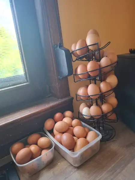 Oeuf frais