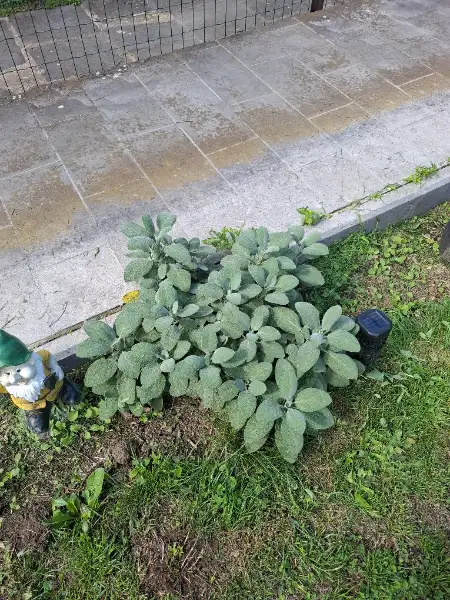 Sauge, basilic, ciboulette et origan