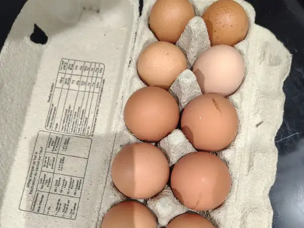Œufs frais du jour