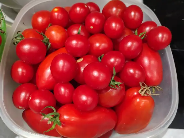 Tomates bio
