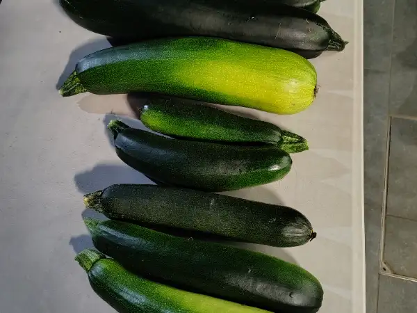 Courgettes bio