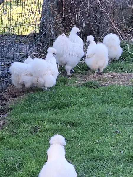 Oeufs frais 
