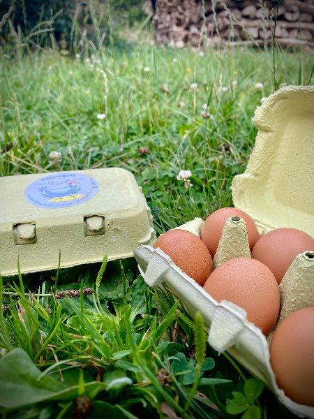 Oeufs extra frais