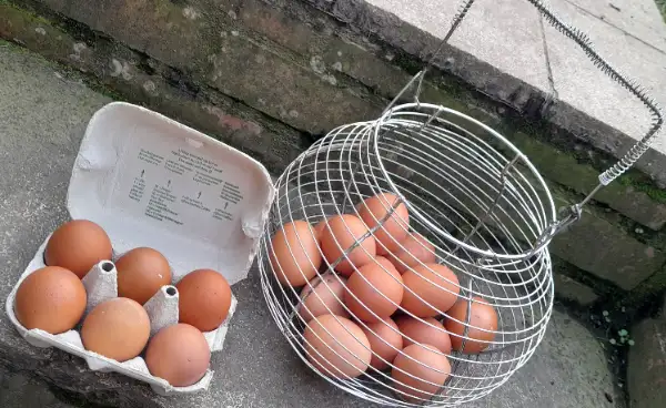 Oeufs frais à vendre. Pas d'utilisation de pesticides ni d engrais chimiques dans le jardin. Elles mangent du mélange concassé, de la verdures, certais restes de table ( vegetaux et feculents). Ne consomment pas d aliments special pondeuses, farines pour bouster, antibiotiques.. Prix: 6 œufs pour 2.5 euros.