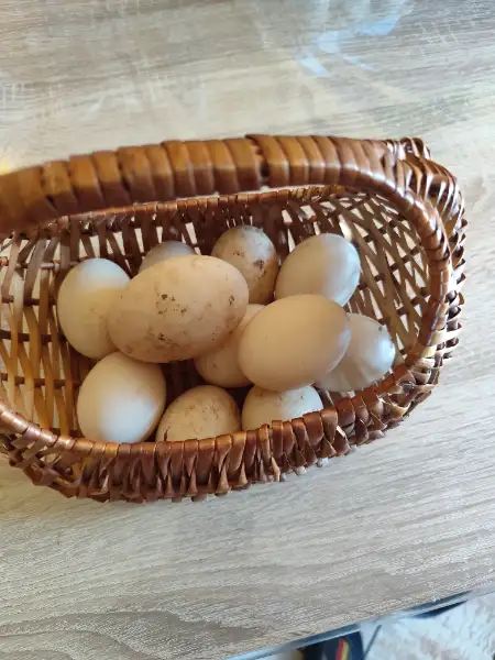 Œuf frais 