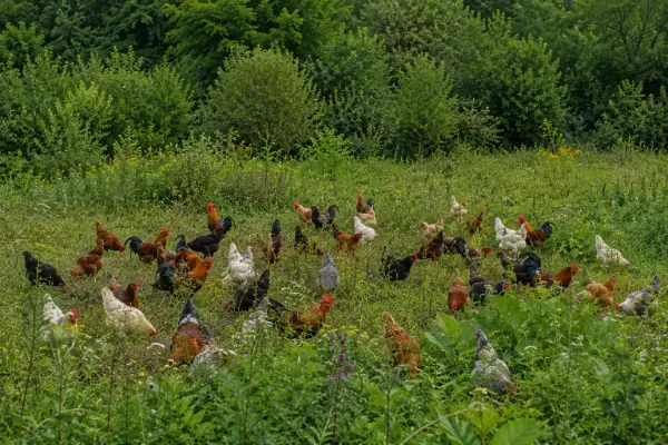 Oeufs frais de poules, cannes et cailles