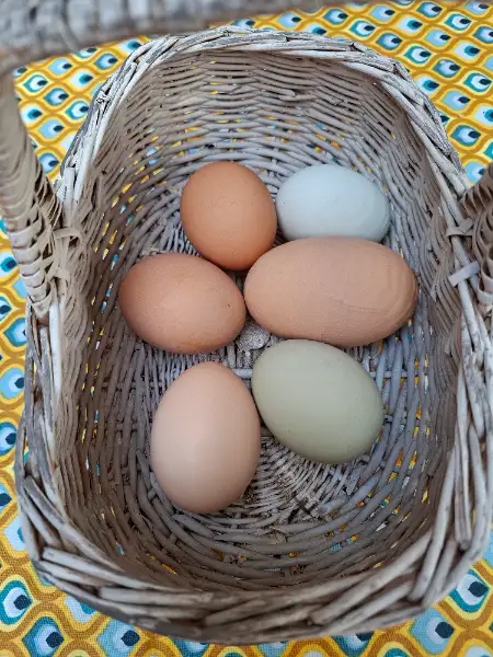 Oeufs de poules ou de cailles