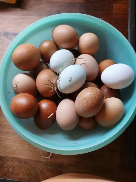 Oeufs frais bio