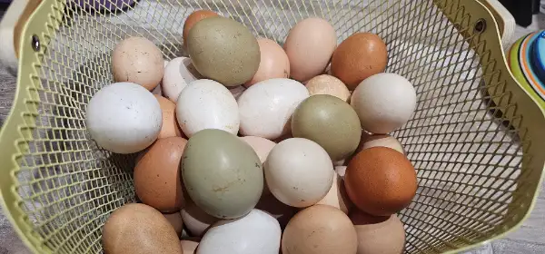 Oeufs poules canards 