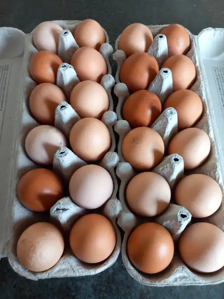 Oeufs frais