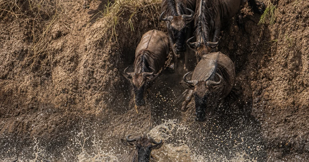 How to Choose Between Serengeti and Maasai Mara for the Great Migration