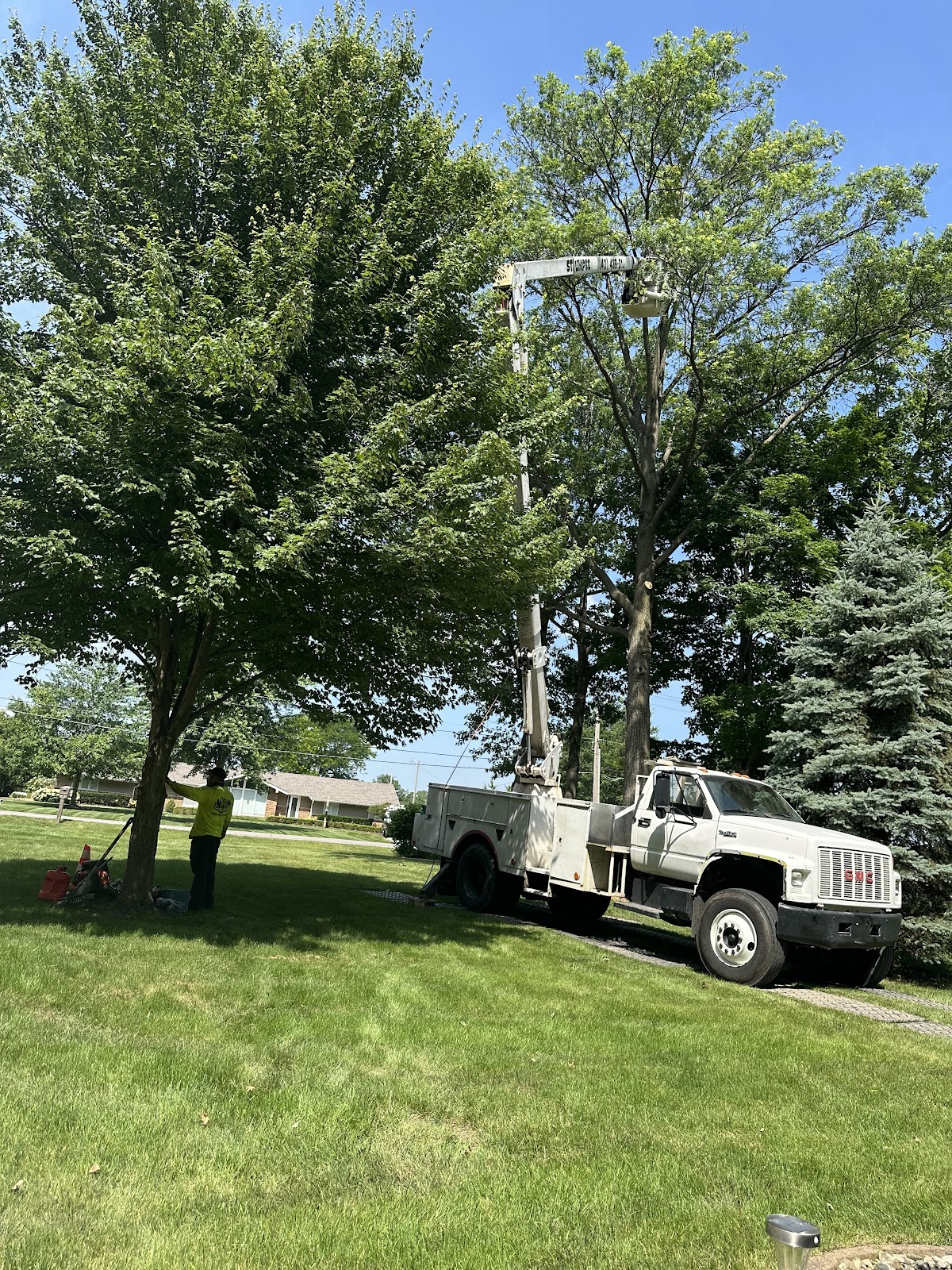 BUENA VISTA TREE SERVICE LLC gallery 2