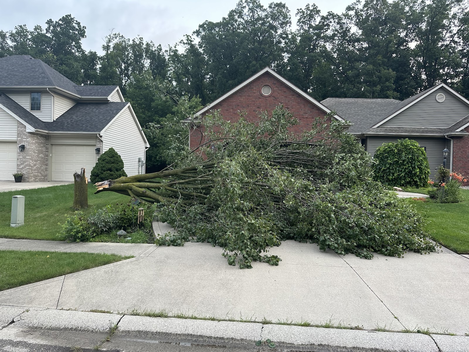 BUENA VISTA TREE SERVICE LLC gallery 3