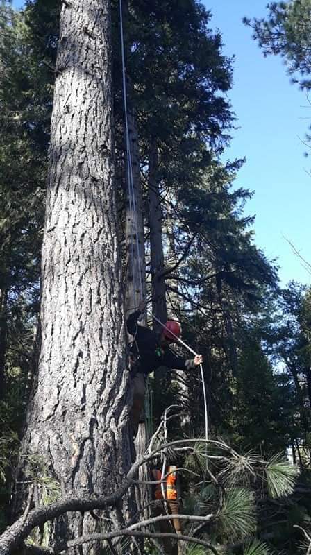 BUENA VISTA TREE SERVICE LLC gallery 4