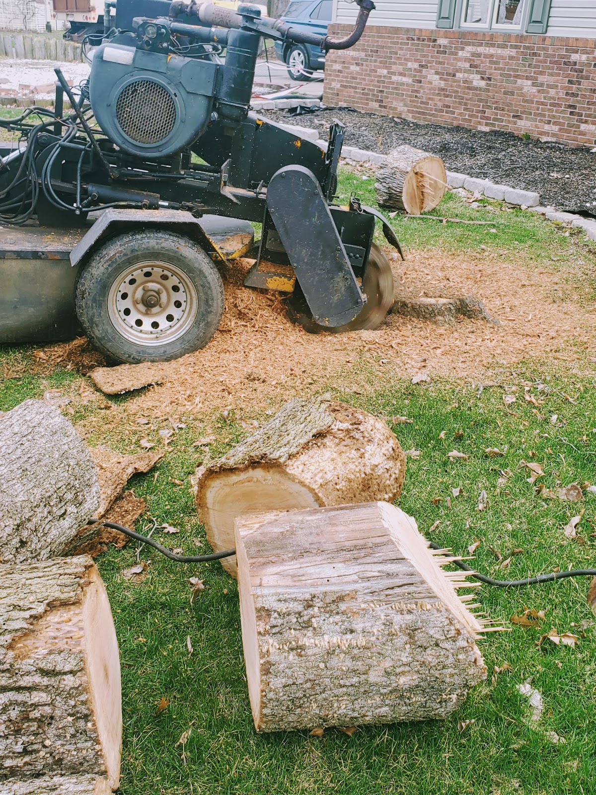 BUENA VISTA TREE SERVICE LLC gallery 5