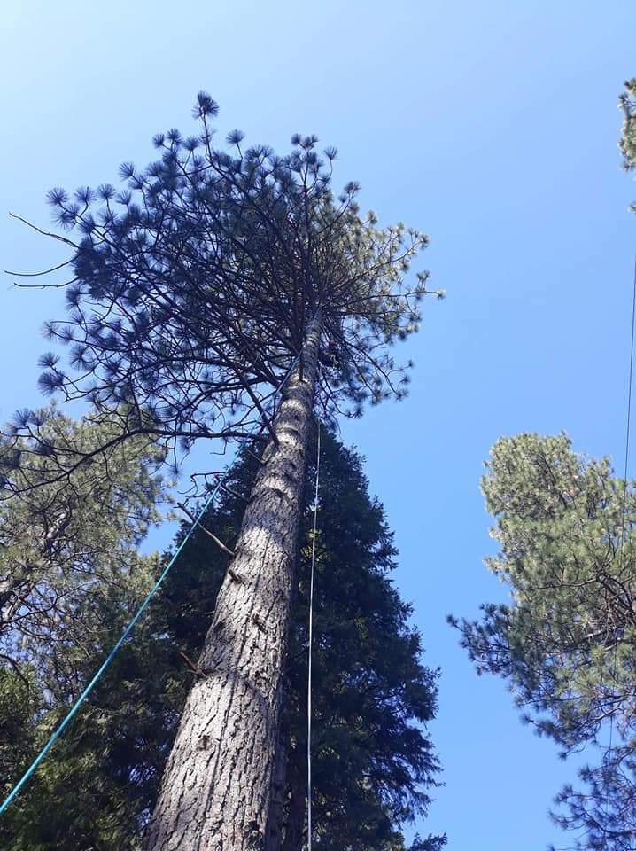 BUENA VISTA TREE SERVICE LLC gallery 8