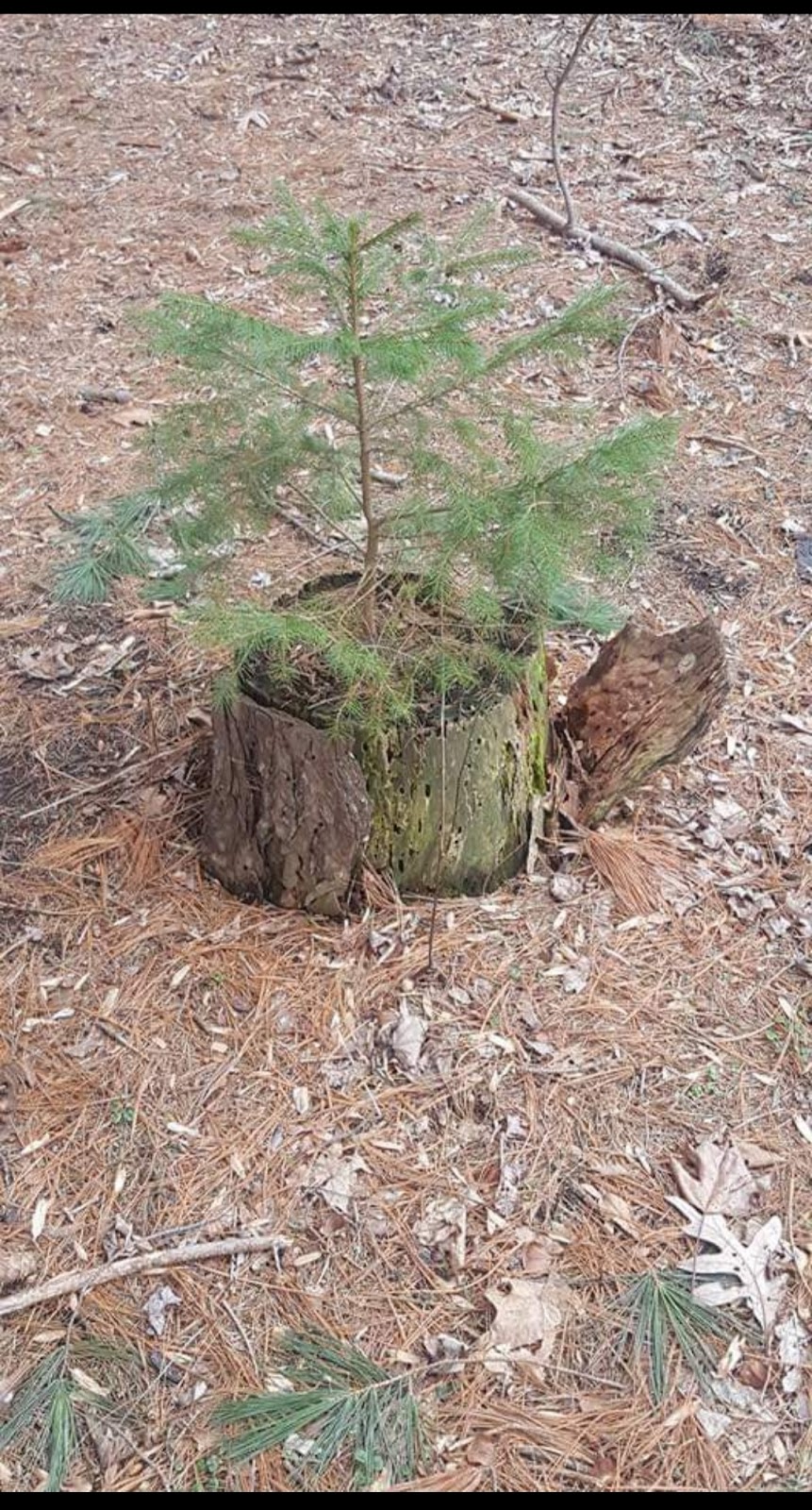 BUENA VISTA TREE SERVICE LLC gallery 9