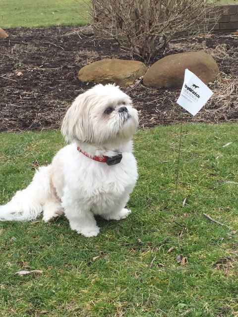 DogWatch of Northeast Indiana gallery 2