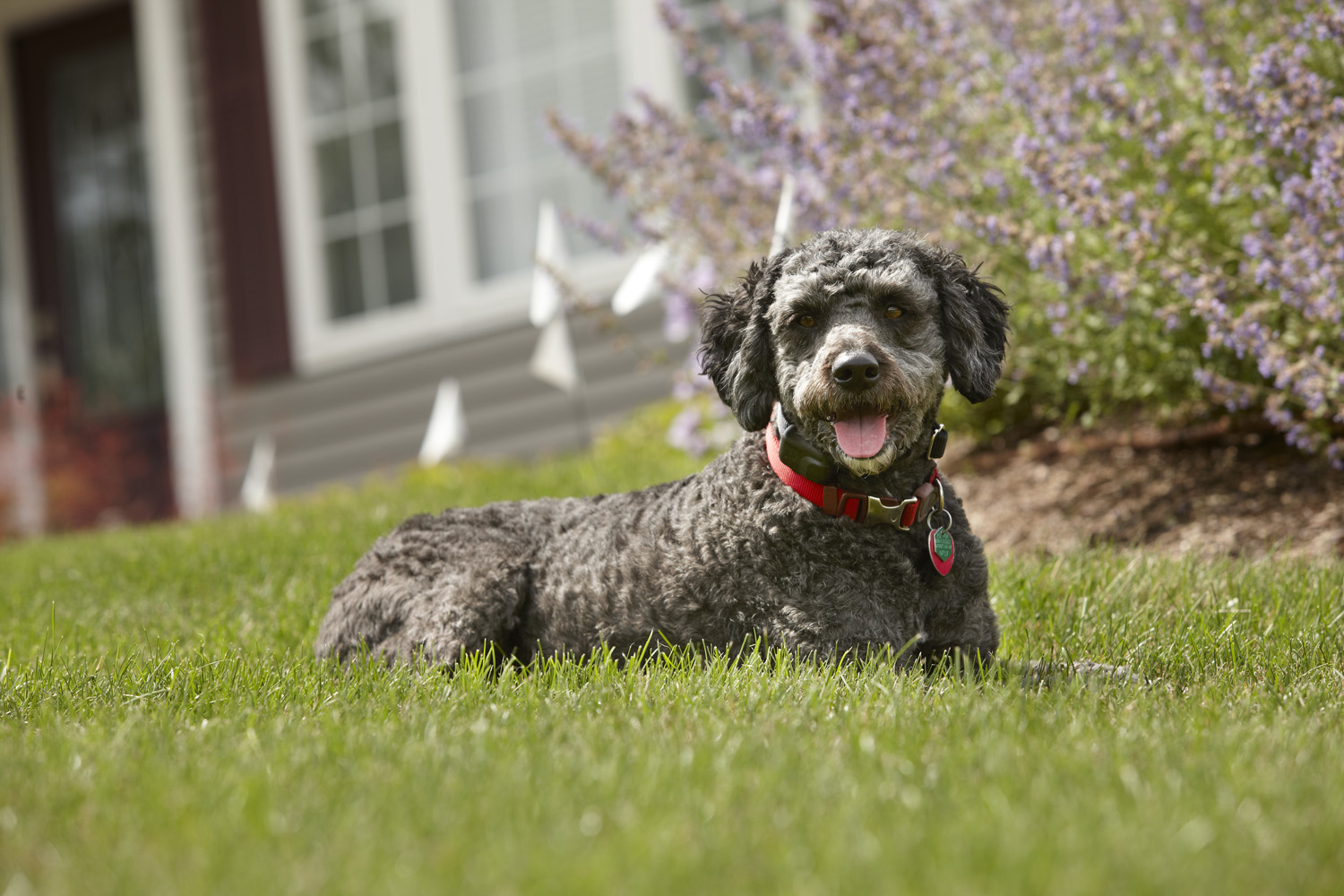 DogWatch of Northeast Indiana gallery 4