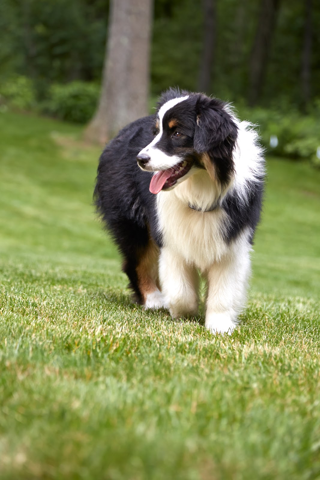 DogWatch of Northeast Indiana gallery 6