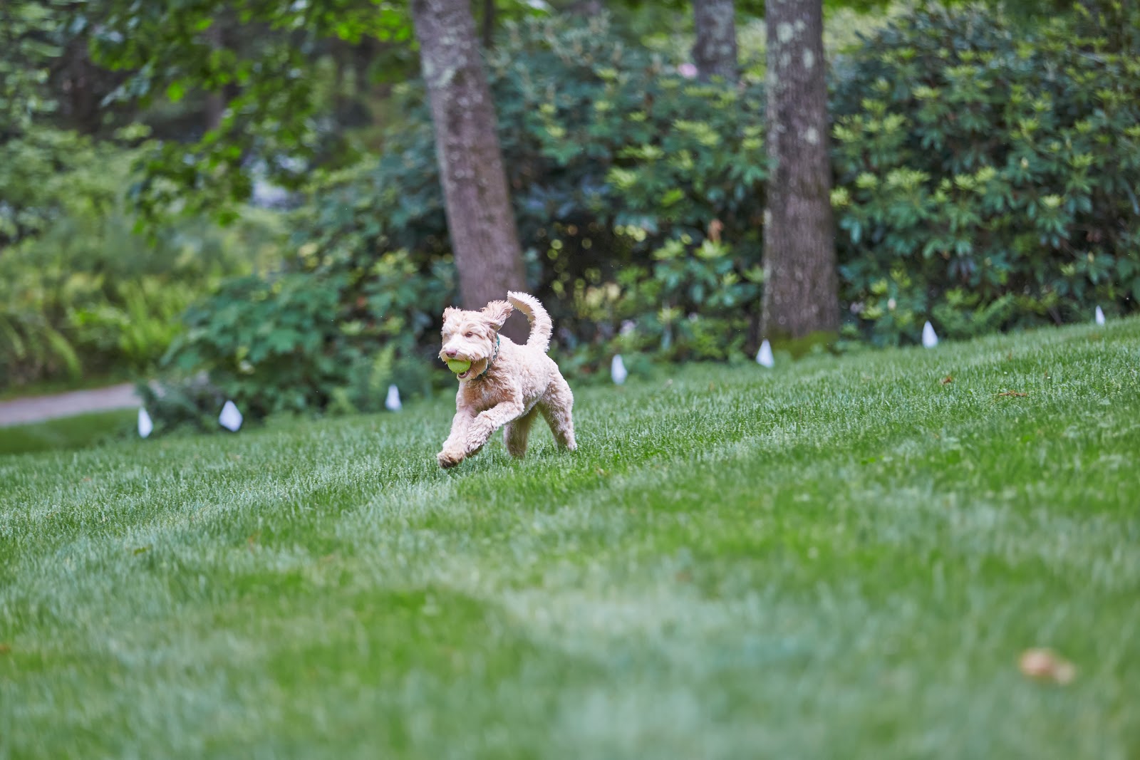 DogWatch of Northeast Indiana gallery 8