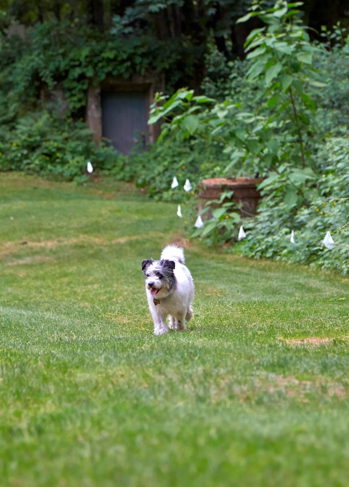 DogWatch of Northeast Indiana gallery 9