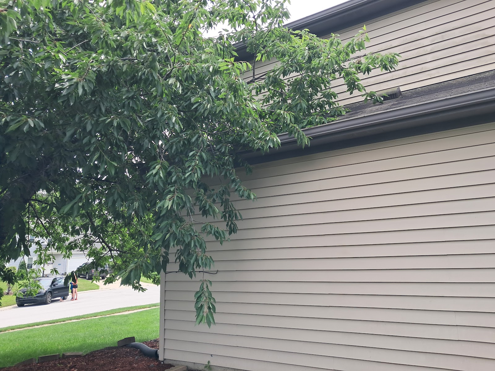 Barker's Tree Service gallery 2