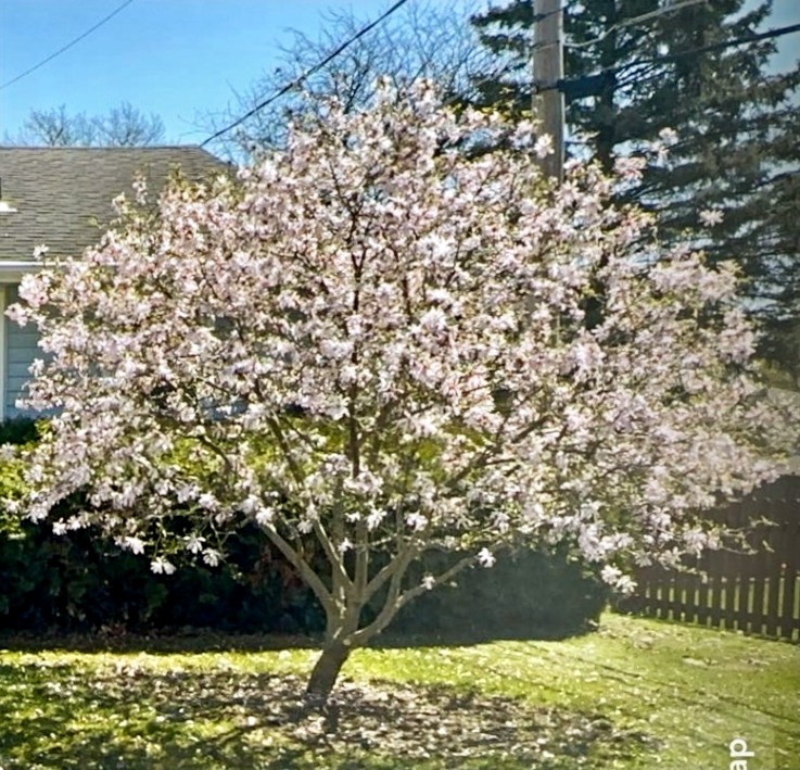 Barker's Tree Service gallery 5