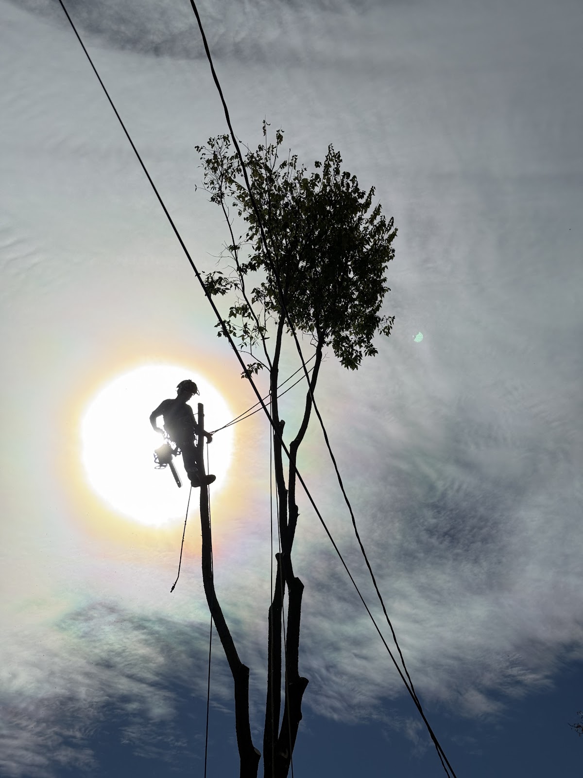 Barker's Tree Service