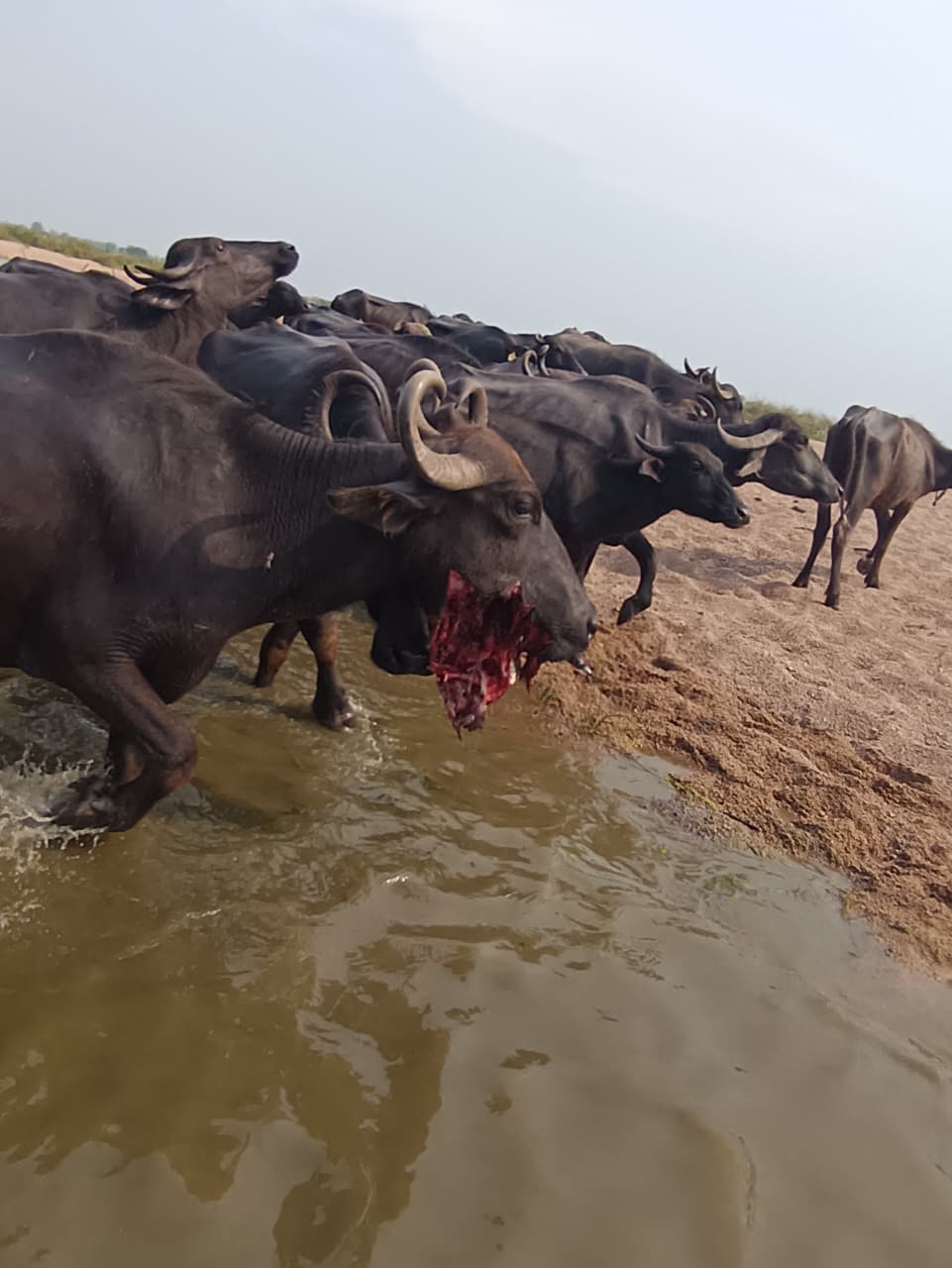 Mancherial Police Probe Explosive Blasts Injuring Livestock