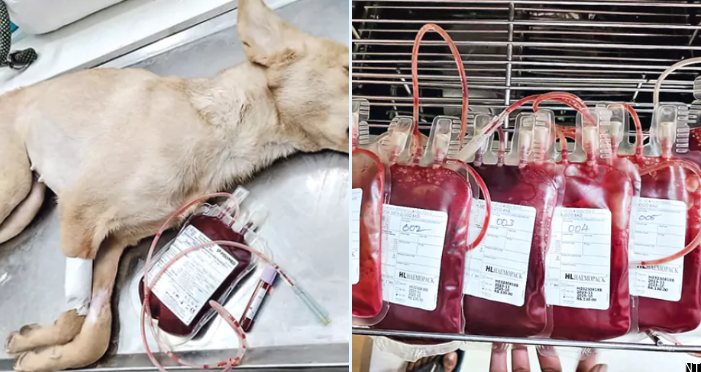 Illegal Dog Blood Trade Case in Sheikhpet Hospital