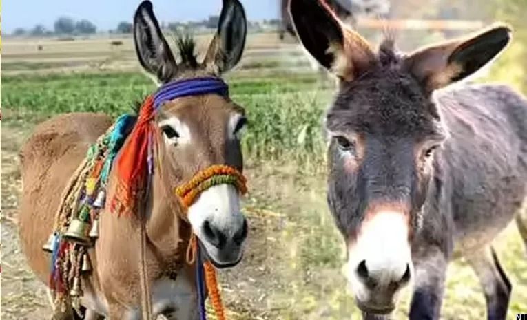 Karnataka Village Holds Donkey Wedding Seeking Rain