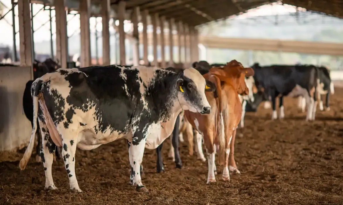 União Europeia barra produtos de origem animal do Brasil e trava exportações de até US$ 2 bi