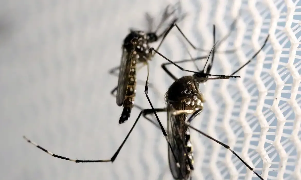 Quase metade dos municípios brasileiros está em alerta ou risco para Aedes aegypti, aponta Ministério da Saúde