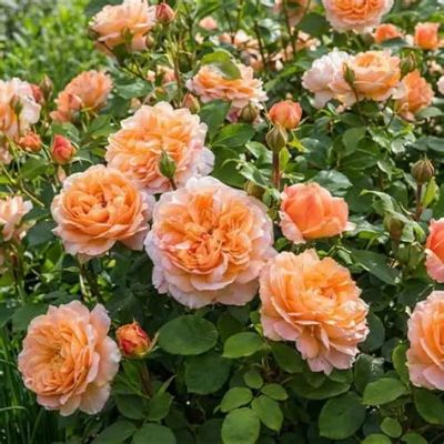FloraAndForm's Profile | coolTopia