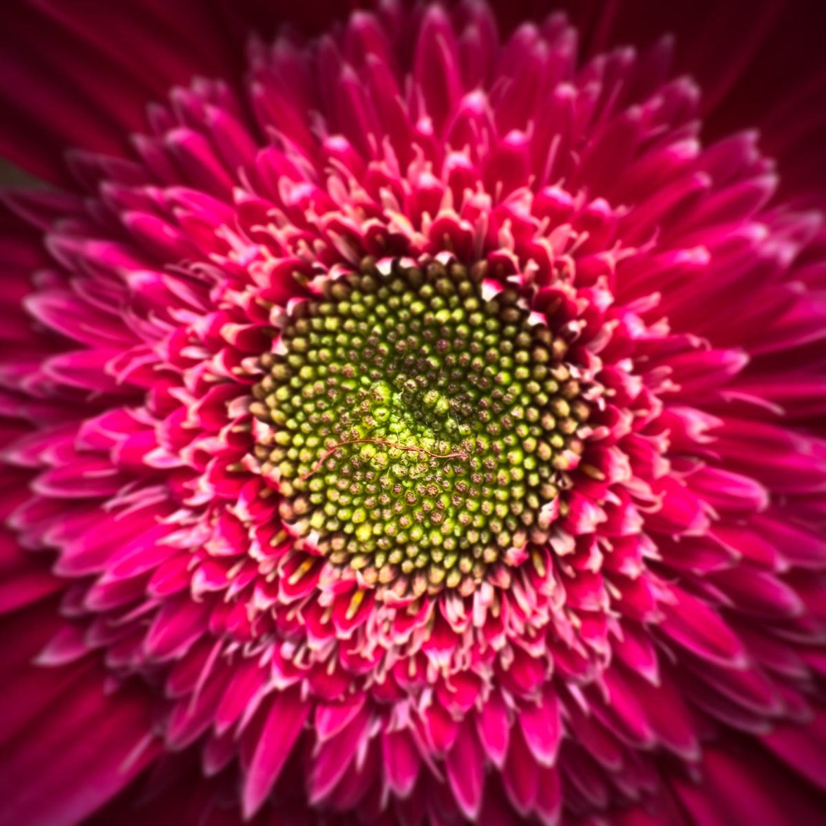 The Mechanical Logic of a Daisy