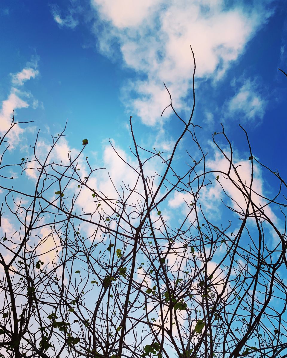 Where Branches Meet the Sky