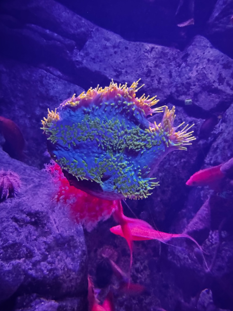 Peek-a-boo from the reef floor